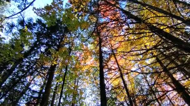 レンズフレアでカエデの木の撮影を下に傾ける — ストック動画