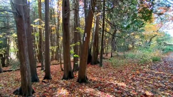Sonbahar Ormanının Mercekli Panoramik Manzarası — Stok video
