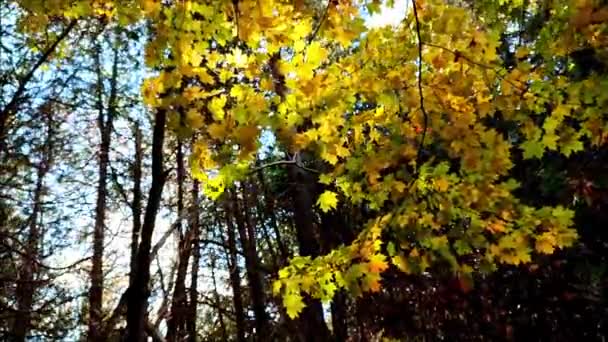 レンズフレア付きのカエデの葉の低角度ビュー — ストック動画