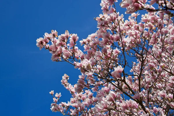 Mavi Gökyüzüne Karşı Pembe Manolya Ağacı Çiçeği — Stok fotoğraf