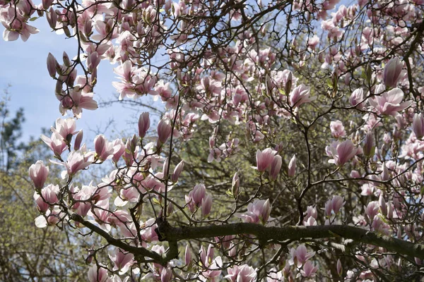 Güzel Çiçek Açması Manolya Ağacında Bahar Zamanı — Stok fotoğraf