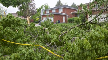 Bir yerleşim bölgesindeki güçlü rüzgarların yol açtığı devrilmiş ağaçların olduğu bölgeye polis hattı şeridi kuruldu..
