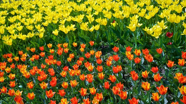 Tulipani Arancioni Gialli Nel Parco Pubblico Primavera — Foto Stock