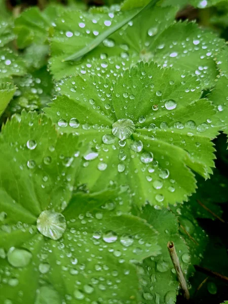 Raindrops in the leaves after heavy rain in the garden