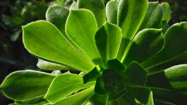 Toronto, Ontario, Kanada 'daki bir konservatuvarda sulu bitkiler çiçek açar.