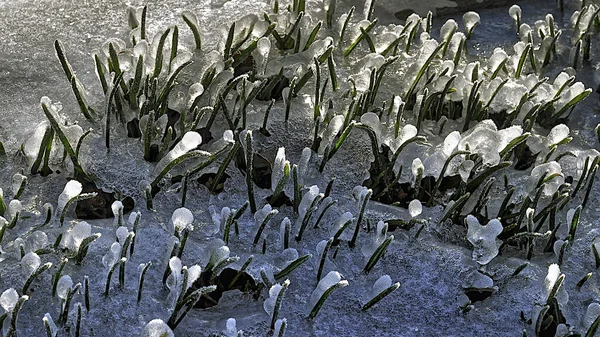 Plantas Congeladas Inverno Com Gelo Coberto — Fotografia de Stock