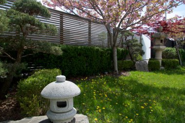 Japon bahçesinde çiçek açan kiraz (sakura).