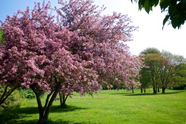 Yeşil çimenler ve pembe çiçekli yaban elması ağaçları olan bahar manzarası.