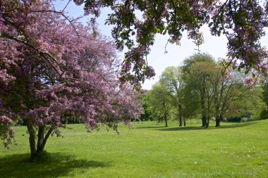 Toronto 'da ilkbaharda tomurcuklanan elma ağaçları.