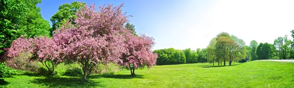 Vista Panorámica Los Manzanos Cangrejo Plena Floración Primavera —  Fotos de Stock