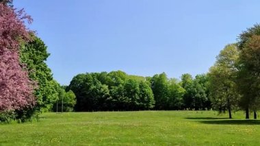 İlkbaharda çiçek açan elma ağaçlarının panoramik görüntüsü