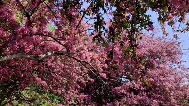 Manzanos Cangrejo Plena Floración Primavera Toronto — Vídeos de Stock