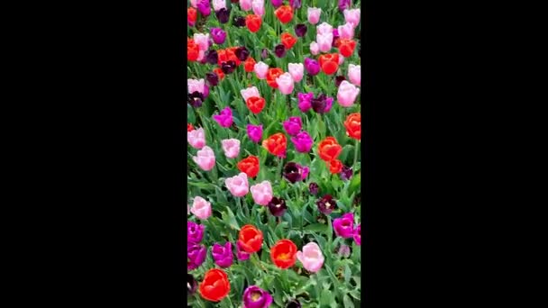 Aiuola Tulipano Nel Parco Pubblico — Video Stock