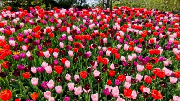 Червоні Рожеві Тюльпани Громадському Парку Торонто — стокове відео