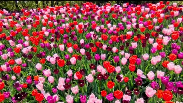 Квіткове Ліжко Тюльпанів Громадському Парку Ботанічний Сад Торонто — стокове відео