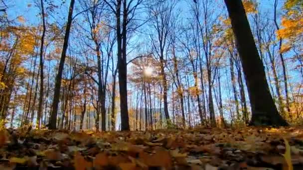 Caminhando Pela Floresta Ácer Outono Com Chama Lente — Vídeo de Stock