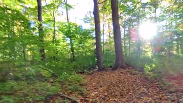 Ormanda Mercekler Yanıyor — Stok video