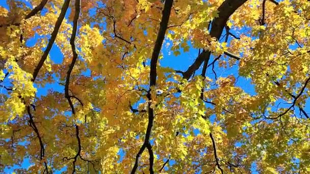 Mavi Gökyüzü Ile Sonbahar Yaprağı Rengi — Stok video