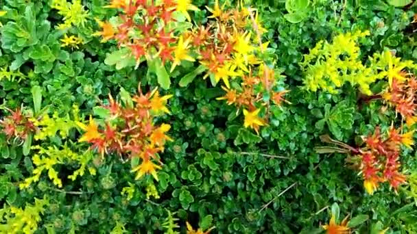 Succulent Dywan Hardy Sedum Ogrodzie Ruchu Aparatu — Wideo stockowe
