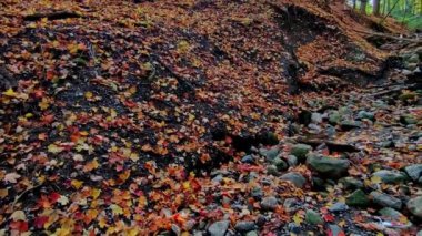 Sonbahar yapraklarıyla kaplı nehir vadisi