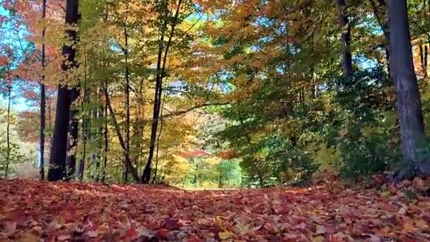 Low Angle View Maple Leaves Covered Footpath — Stock Video