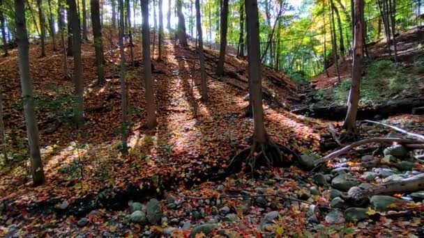 Autumn Leaf Covered River Valley Sunbeam — Stock Video