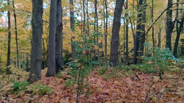 Пейнтбольний Знімок Доріжки Осінньому Листяному Лісі — стокове відео