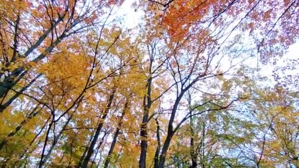 Нахилений Знімок Доріжки Кленовими Деревами Осінніх Кольорах — стокове відео