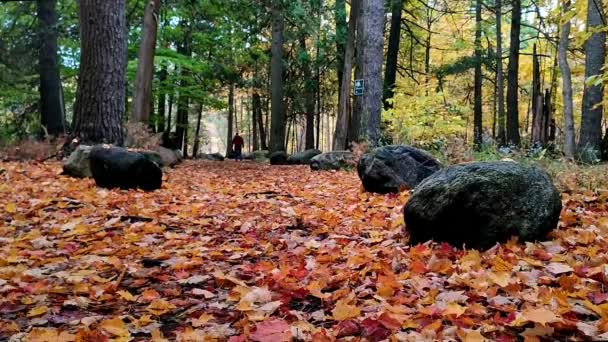 Vedere Unghi Scăzut Cărării Pădurea Toamnă — Videoclip de stoc