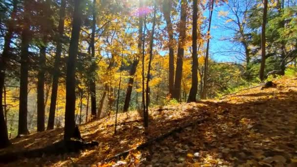 森の中の紅葉のパノラマビュー — ストック動画