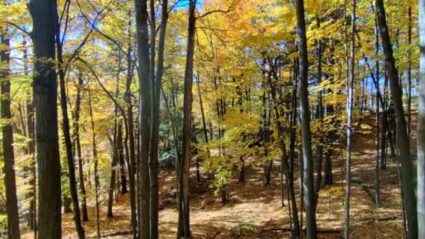 Панорамний Вид Осінній Колір Листя Горі — стокове відео