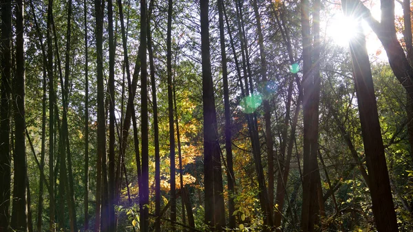 Sonbahar Yaprağı Ormanında Lensler Alev Alır — Stok fotoğraf