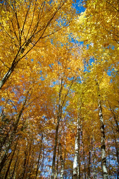 Березовый Лес Осенью — стоковое фото
