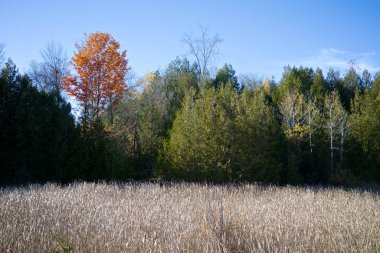 Halka açık bir parkta tek bir akçaağaç