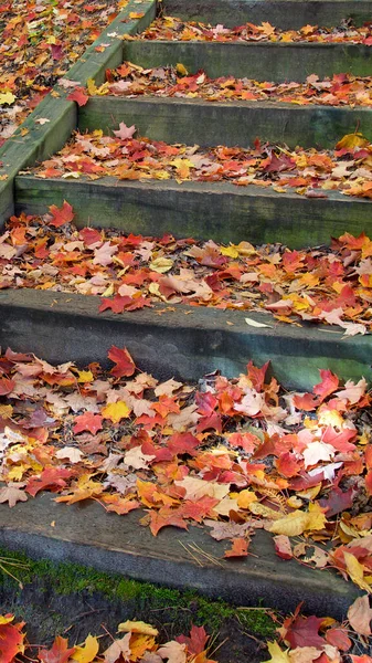 Őszi Levelekkel Borított Lépcsők Egy Nyilvános Parkban — Stock Fotó