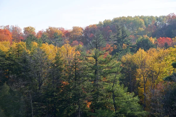 The autumn leaf colour in the natural parkland