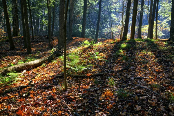 Sonbaharda Arka Planda Güneş Işığı Olan Orman — Stok fotoğraf