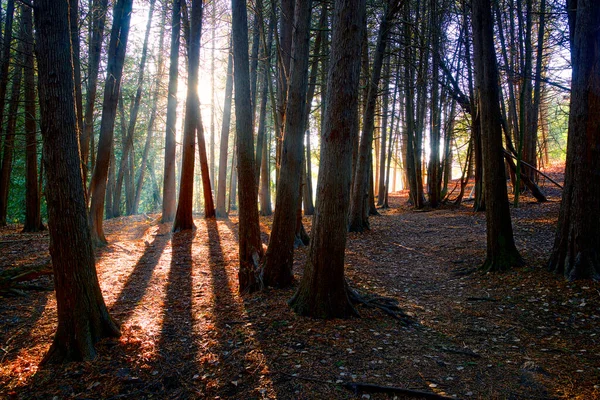 Ulusal Orman Sonbaharda Ormanın Içinden Geçen Güneş Işığı — Stok fotoğraf
