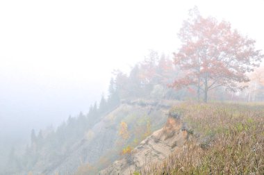 Dağ ormanında sabah sisinde kırmızı akçaağaç