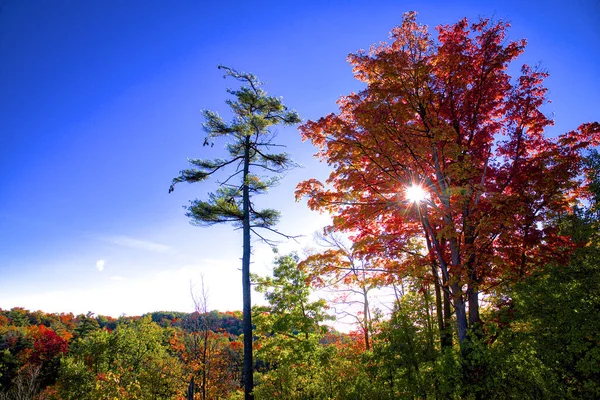 Autumn Leaf Colour River Valley Lens Flare — Stock Photo, Image