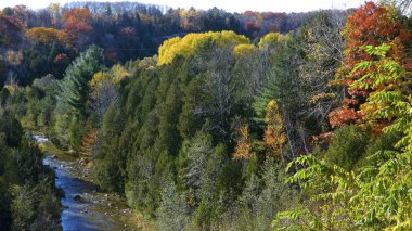 Drone point of view of a river valley with maple and pine trees