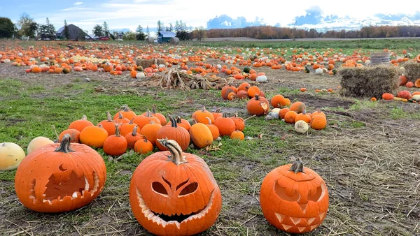 Creepy Halloween pumpkins carved in a pumpkin field