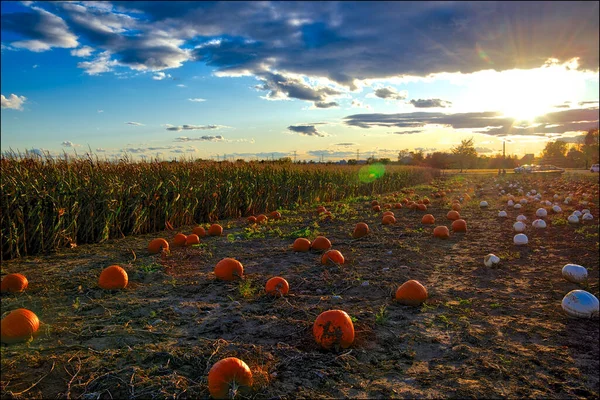 Roadside Pumpkin Sale Sunset Ontario Canada — Stock Photo, Image