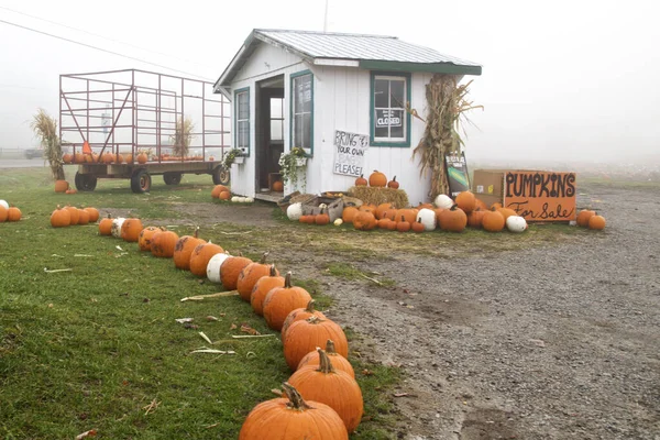 Sign Pumpkins Sale Roadside Stand Foggy Day Stock Picture
