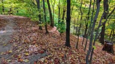 Vadideki ormanın sonbahar manzarasının yüksek açılı görüntüsü..