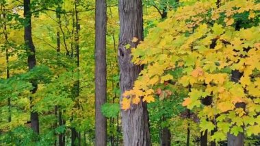 Vadinin sonbahar yaprağı renginde panoramik manzarası
