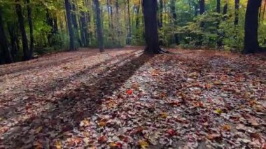 # Sonbahar yaprağı renginde yürüyorum patikada #.