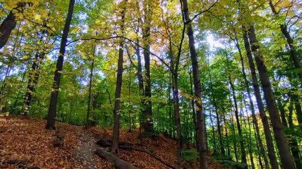 秋の葉の色の谷のフットパス — ストック動画