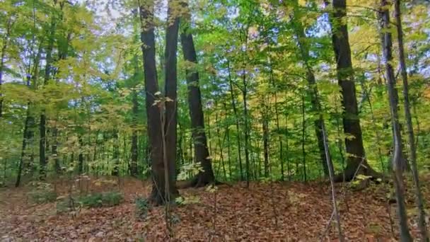 秋の葉の色とフットパス — ストック動画