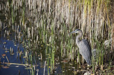 Gri balıkçıl gölette duruyor.